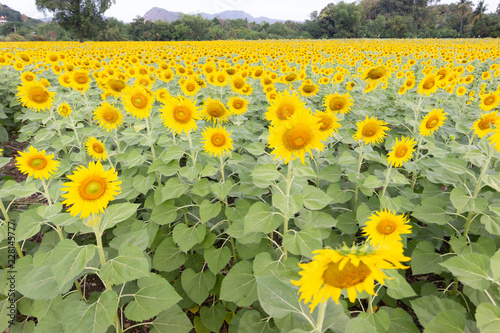 Fototapeta Naklejka Na Ścianę i Meble -  Sunflower, Sunflower facing the sun bright yellow sunflower Lopburi, Thailand.