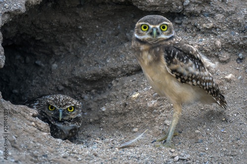 bird of prey