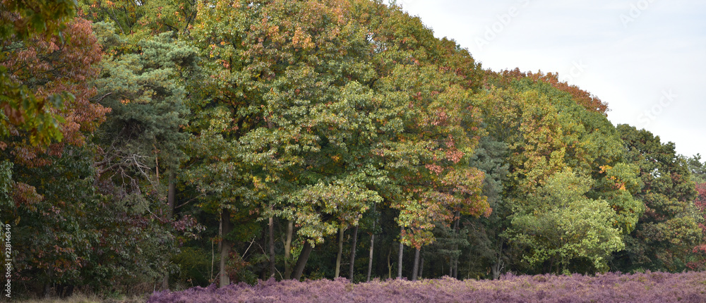 Autumn scenery with many different colors. this can be seen in europe during fall season. Autumn scenery with many different colors. this can be seen in europe during fall season.