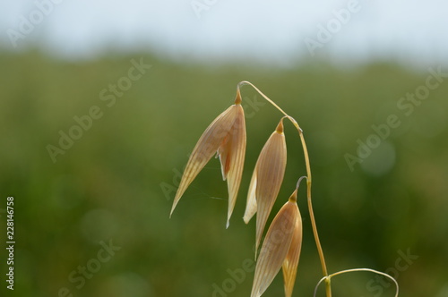 Clode up of a mature oat panicle photo