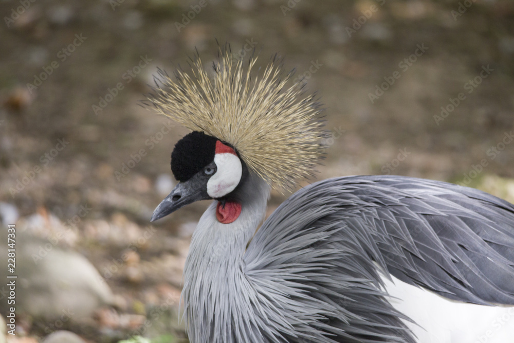 Fototapeta premium Portrait of the endangered gray-necked crane