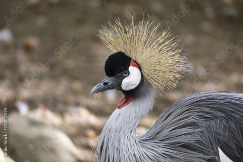 Portrait of the endangered gray-necked crane