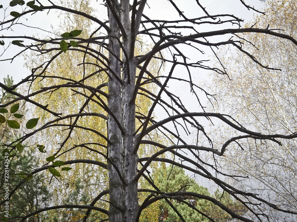 Brutal dried tree in the autumn forest, with dried branches Brutal dried tree in the autumn forest, with dried branches