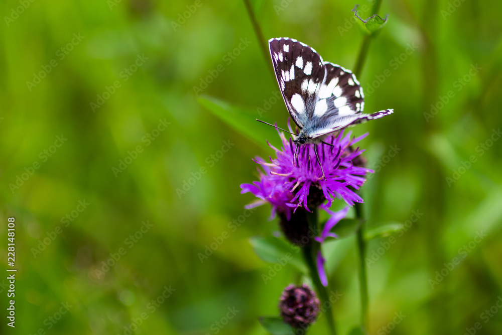 Naklejka premium Melanargia galathea butterlfly