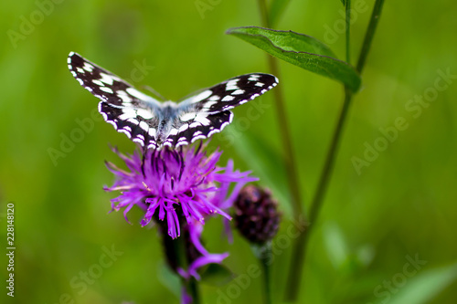 Melanargia galathea butterlfly