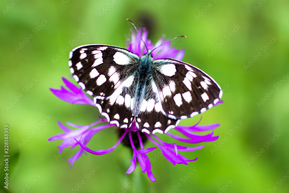 Fototapeta premium Melanargia galathea motylica