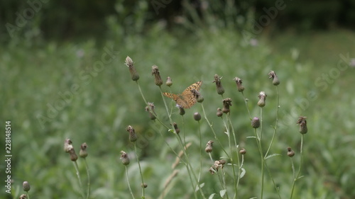 butterfly flies along the lawn