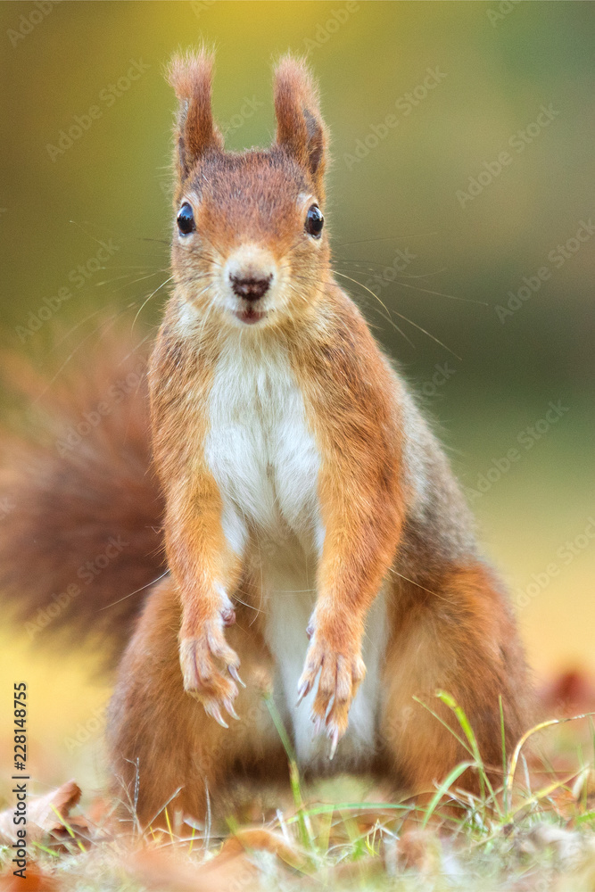 Red Squirrel - Sciurus vulgaris Red Squirrel - Sciurus vulgaris