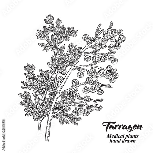 Hand drawn tarragon or absinthe plant isolated on white background. Medical hebs. Vector illustration engraved.