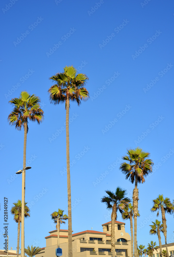 Naklejka premium Promende with Palm Trees w Huntington Beach