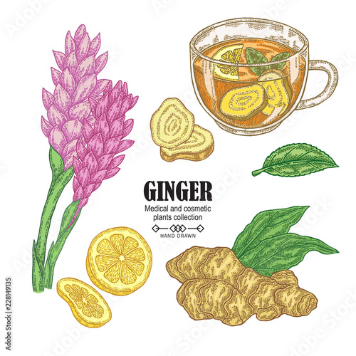 Ginger plant set. Hand drawn ginger root, flowers and cup of herbal tea isolated on white background. Vector illustration. Medical and cosmetic plant.