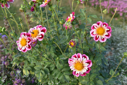 Fototapeta Naklejka Na Ścianę i Meble -  Dahlia rose en automne