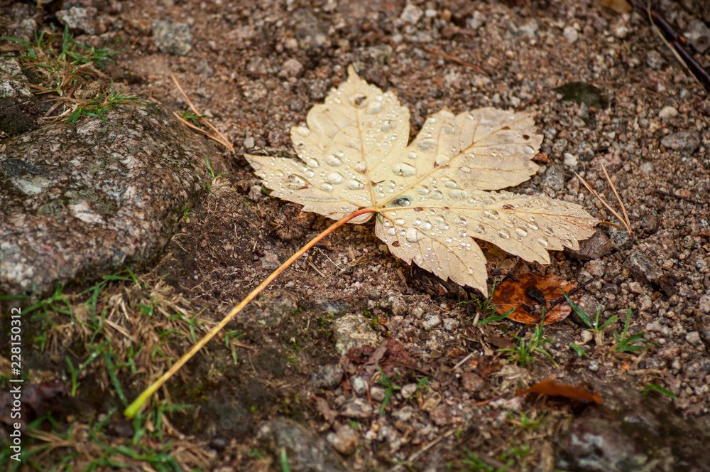 closeup of rain drops on autumnal maple leaf falling on the floor closeup of rain drops on autumnal maple leaf falling on the floor