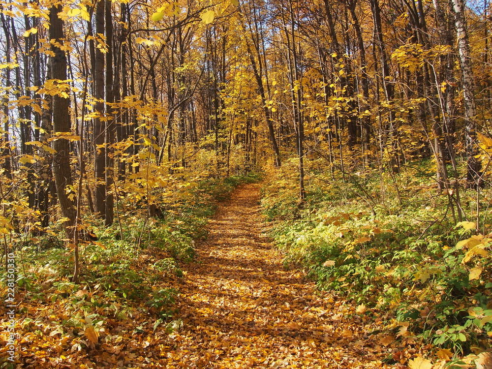 Naklejka premium A path in the autumn forest strewn with fallen leaves. Sunny day.