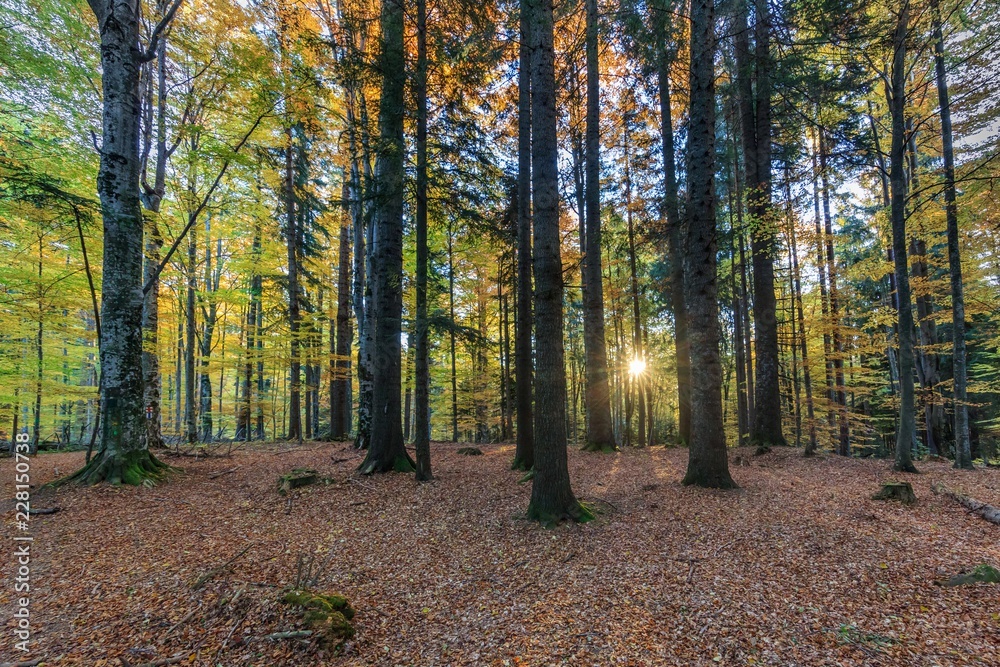 Obraz premium wschód słońca w lesie