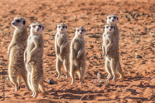 Meerkat family (Suricata suricatta), Kalahari desert, Namibia.