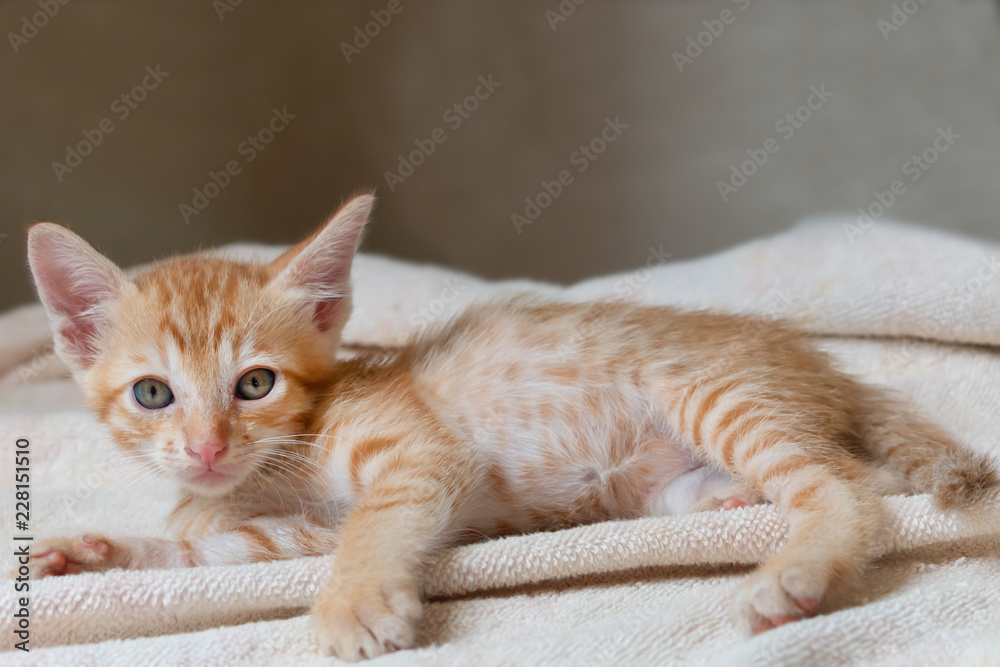 Cute red kitten sleeping on blanket.