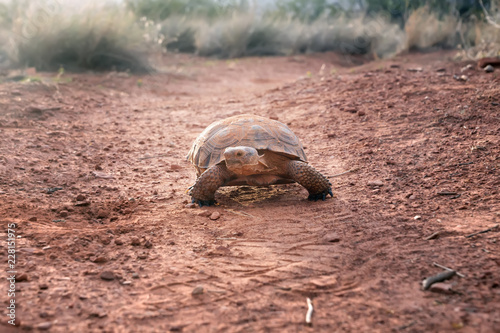 Sonoran Desert Tortoise (Gopherus morafkai) on the trail. Snow Canyon State Park, Utah, US. Threatened vulnerable species   in  Nature Red List. photo