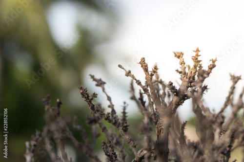 Top branches of the small dead tree with leafless