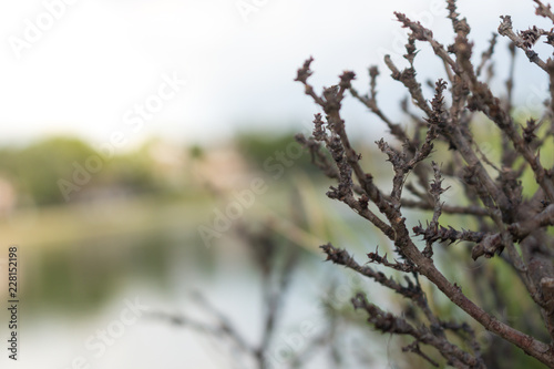 Top branches of the small dead tree with leafless beside the lake