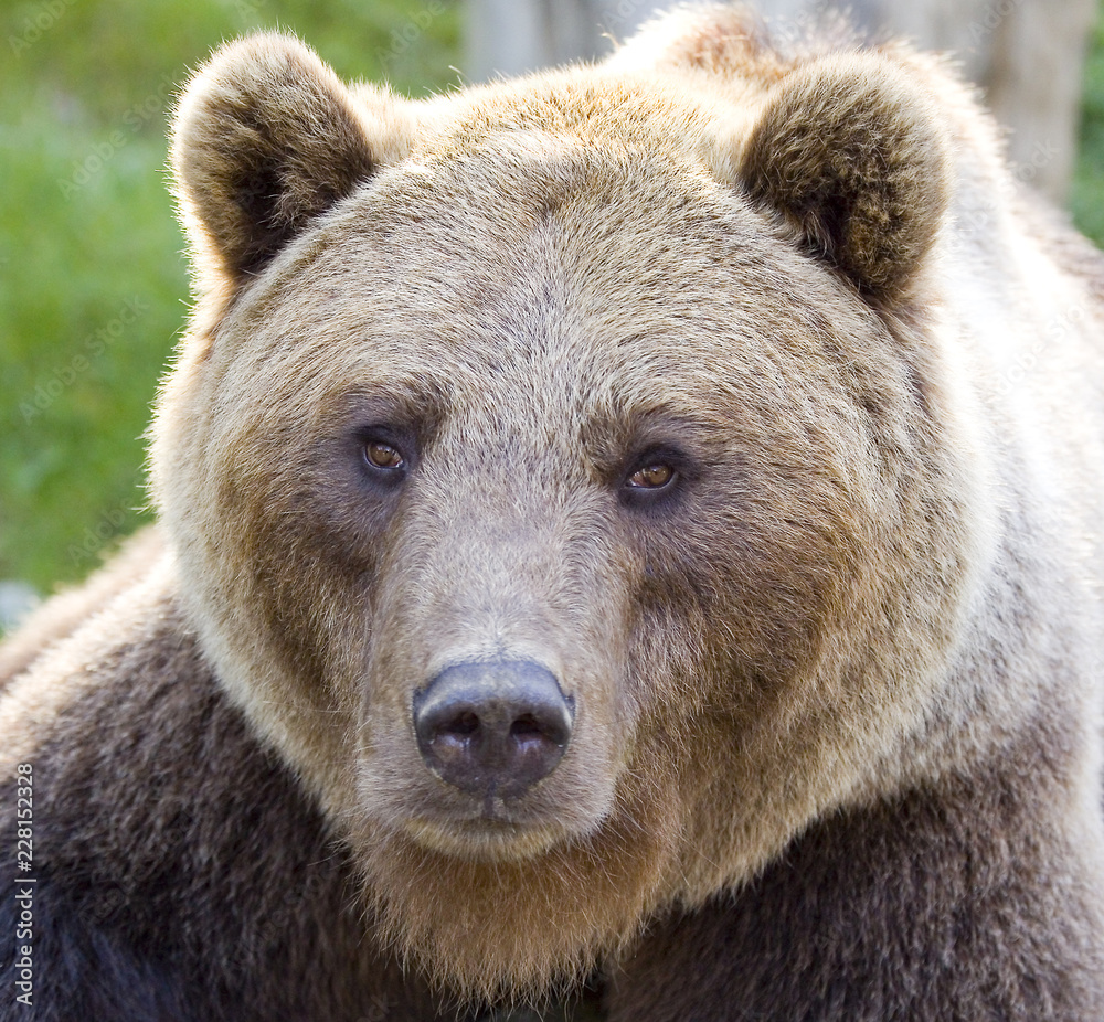 Brown bear, Ursus arctos.