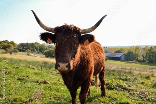 Nice mountain cow of Salers breed in the countryside