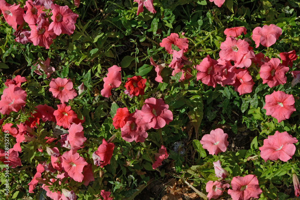 Many red Petunia flowers are on bright green leaves background.