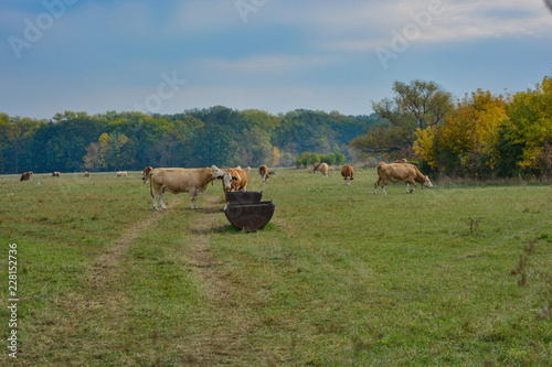 Kühe auf der Weide