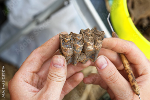 Obraz na płótnie Archaeologist cleans the find-a number of teeth of reindeer who lived in the middle ages w salonie