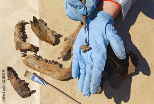 Obraz na płótnie An archaeologist cleans a scraper carefully find the tooth brown bear w salonie