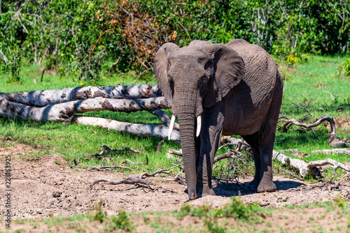 African elephant or Loxodonta cyclotis in nature photo