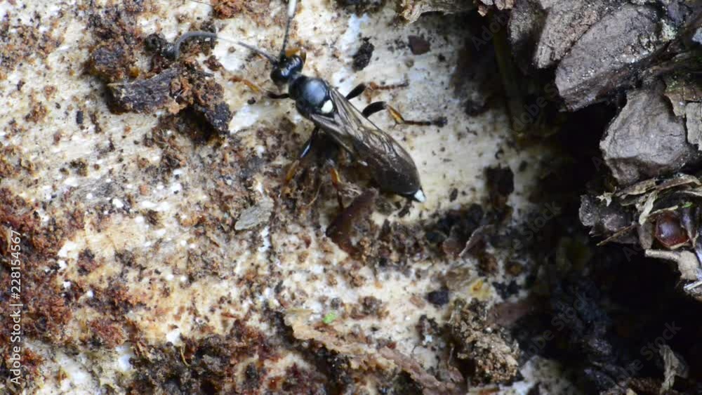 un insecte se cache sous l'écorce d'un tronc d'arbre