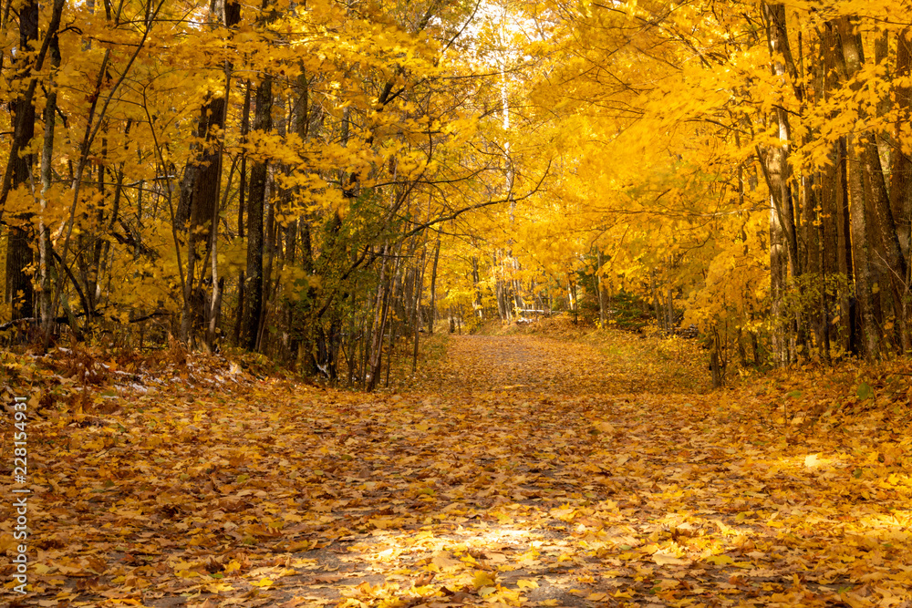 autumn lush yellow leaf trees 