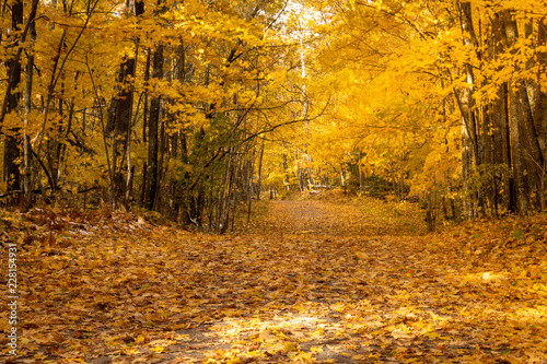 Fototapeta Naklejka Na Ścianę i Meble -  autumn lush yellow leaf trees 