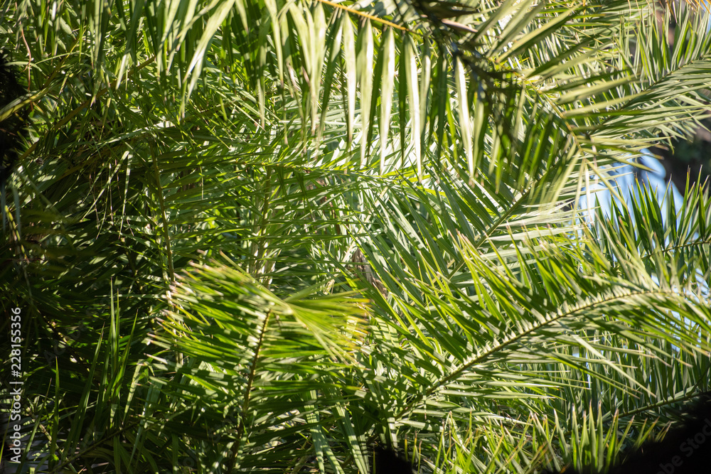 African pine leaves