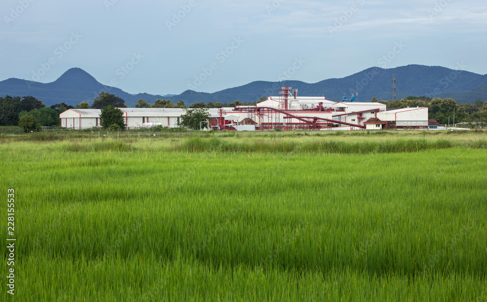 factory agriculture and the blue sky with rural area rice fields