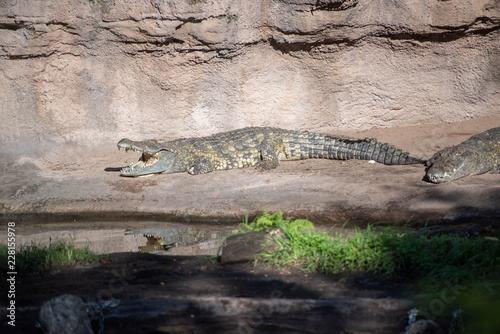 African crocodile 