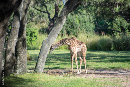 Sticker giraffe feeding