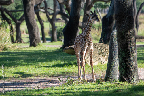 Photography baby giraffe