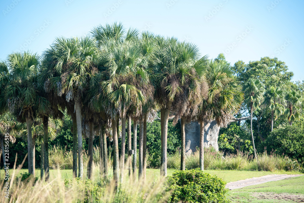 Fototapeta premium African trees 