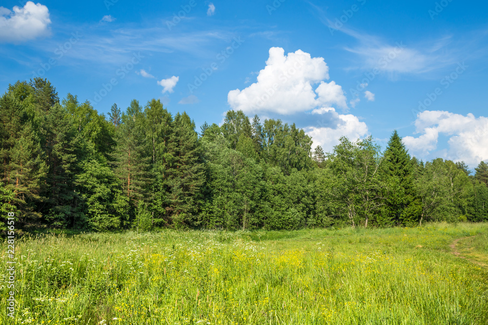 Summer landscape in sunny day. Beautiful landscape with blue sky, big white clouds and a forest.