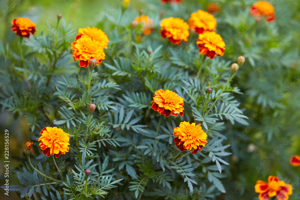 Bright marigold flowers closeup with a bee sitting in the middle of the flower, orange blooming background. Blackbringer flowerbed, copy space (Tagetes erecta, Mexican, Aztec or African marigold)