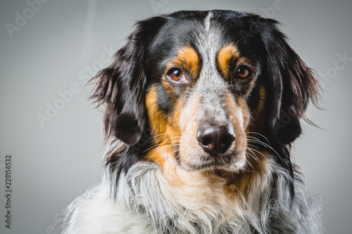 Portrait of Dusty a Border Collie Berner Sennen Mischling