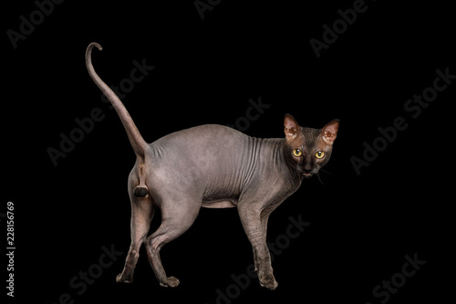 Sphynx Cat Standing and meowing, Looking back, on isolated black background