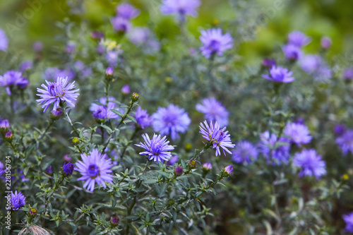 Chrysanthemum flowers as a background close up. Blue and violet small Chrysanthemums. Chrysanthemum wallpaper. Floral background. Selective focus.