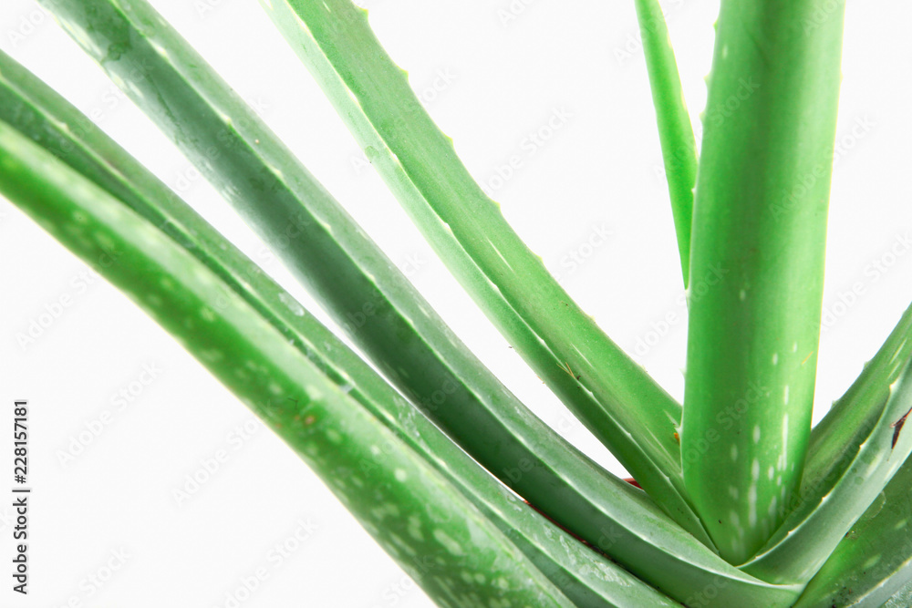 Fototapeta premium Close-Up Of Aloe Vera On White Background.