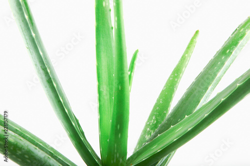 Close-Up Of Aloe Vera On White Background.