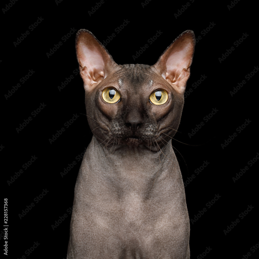 Portrait of Sphynx Cat Looking in Camera Isolated on Black Background, front view