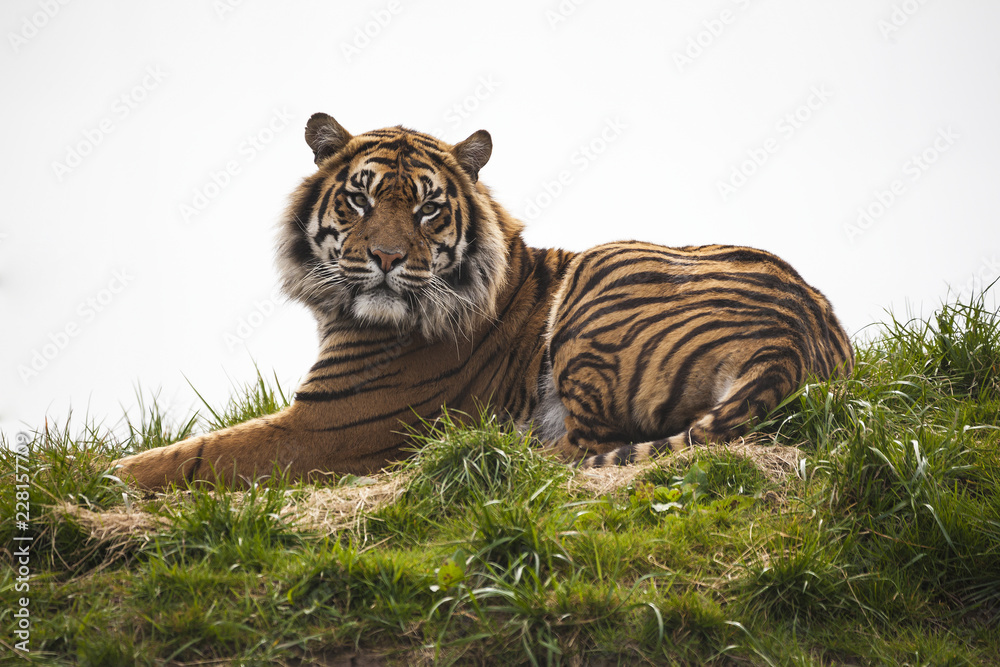 Fototapeta premium Tygrys ustanawiający odpoczywa i gapi się patrząc prosto przed siebie