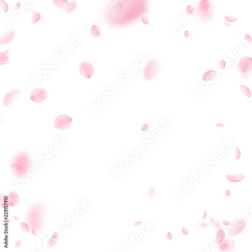Sakura petals falling down. Romantic pink flowers  photo